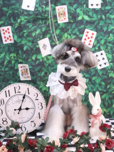 20250411ルナちゃん